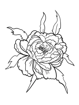 Página para Colorir Flor de Peônia para Imprimir