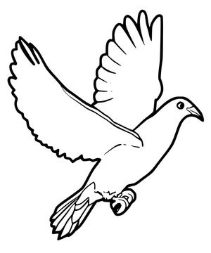 Pombo (Pomba)
