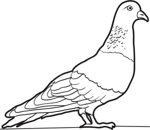 Página para Colorir de Pombo para Imprimir
