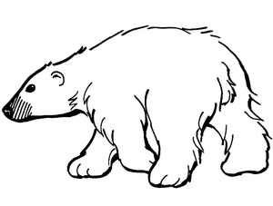 Urso Polar