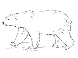 Ilustração de Urso Polar