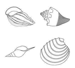 Quatro conchas únicas, médio concha do mar coloring page, free printable