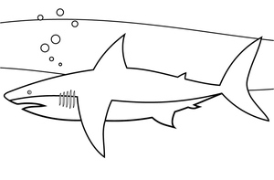 Ilustração de tubarão