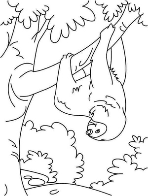 Bicho-preguiça Pendurado