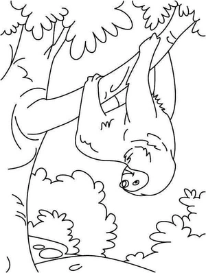 Página para Colorir Bicho-preguiça Pendurado