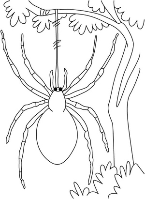 Aranha na Árvore