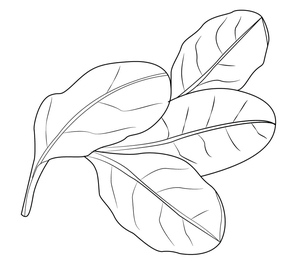 Página para Colorir de Espinafre para Imprimir