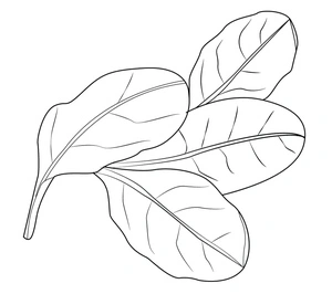 Página para Colorir Página para Colorir de Espinafre para Imprimir