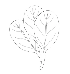 Página para Colorir Espinafre Simples
