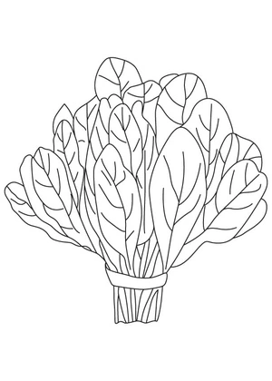 Página para Colorir Maço de Espinafre