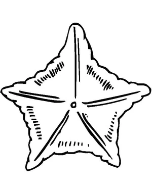 Página para Colorir Página para Colorir Estrela-do-Mar para Imprimir