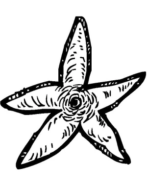 Página para Colorir Página para Colorir Estrela-do-Mar