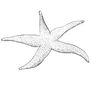 Página para Colorir Página para Colorir Estrela-do-Mar 3