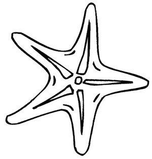 Página para Colorir Página para Colorir Estrela-do-Mar para Crianças