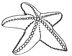 Página para Colorir Página para Colorir Estrela-do-Mar Grátis para Imprimir