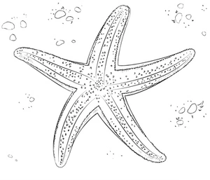 Página para Colorir Modelo de Rabisco de Estrela-do-mar