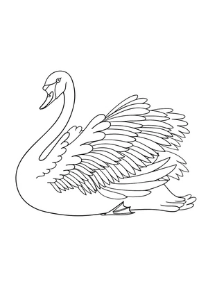 Página para Colorir Página para Colorir Cisne Elegante 1