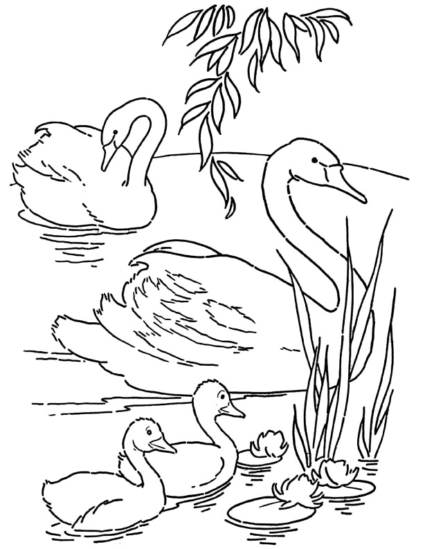 Página para Colorir Família Cisne