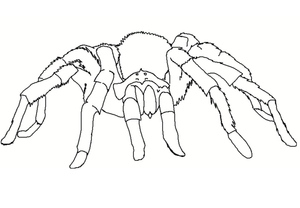 Uma Aranha