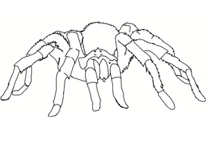 Página para Colorir Uma Aranha