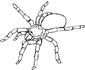 Página para Colorir Aracnídeo Tarântula Média