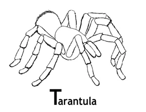 Página para Colorir Tarantula Aterrorizante