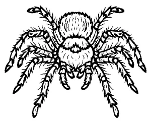 Página para Colorir Página para Colorir de uma Aranha Tarântula