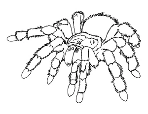 Página para Colorir Aranha-Tarântula Comum