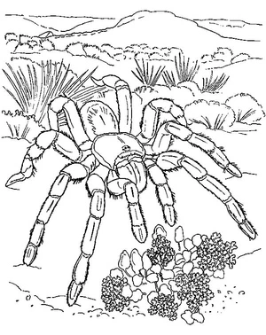 Página para Colorir Aranha-Tarântula do Deserto