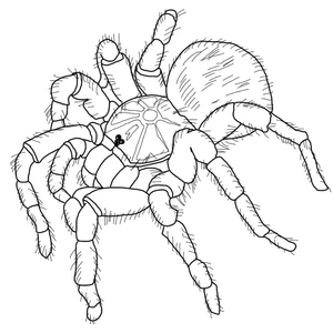 Página para Colorir Página para Colorir de Aranha Tarântula Grátis