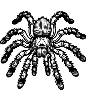 Página para Colorir Aranha Tarântula Peluda