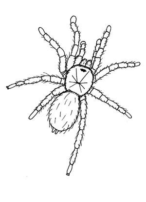 Desenho de Aranha Tarântula para Imprimir