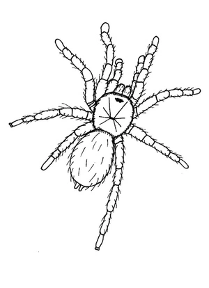 Página para Colorir Desenho de Aranha Tarântula para Imprimir