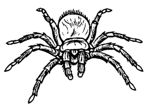 Página para Colorir Página para Colorir de Tarântula