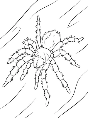 Página para Colorir Página para Colorir de Aranha Tarântula - Uso Gratuito