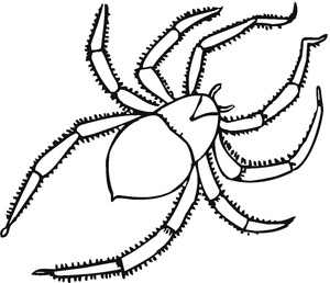 Aranha Tarântula