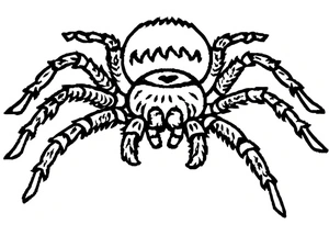 Página para Colorir Tarântula Típica
