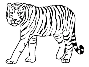 Página para Colorir Tigre Livre