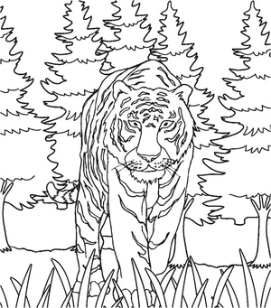 Página para Colorir Página para Colorir de Tigre Selvagem para Imprimir