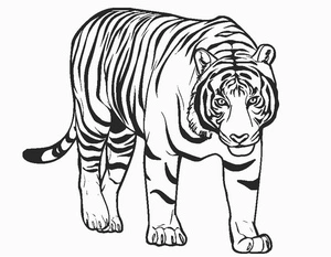 Página para Colorir Tigre Um
