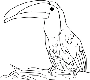 Página para Colorir Um Pássaro Tucano
