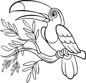 Tucano Adorável