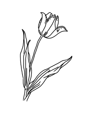 Página para Colorir Uma Tulipa Encantadora