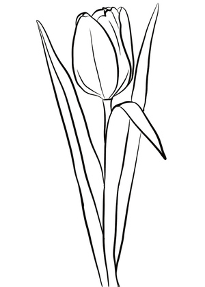 Uma Tulipa