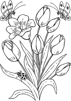 Tulipa