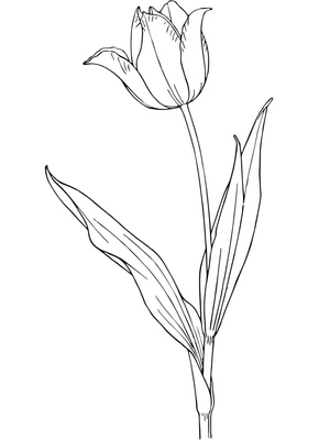 Página para Colorir Bela Flor de Tulipa