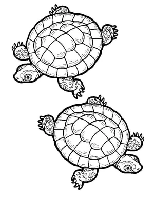 Página para Colorir Par de Tartarugas