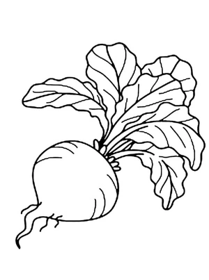 Página para Colorir Página para Colorir: Rabanete