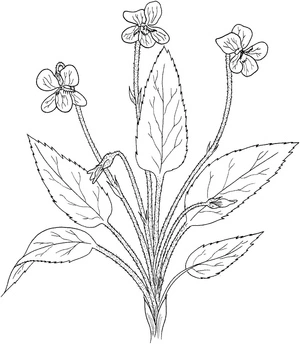 Página para Colorir Página para Colorir de Flores Violetas para Crianças