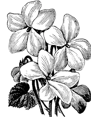 flores violetas, página de colorir detalhada, flor violeta, impressão gratuita